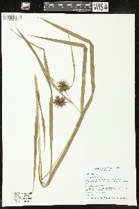 Carex grayi image