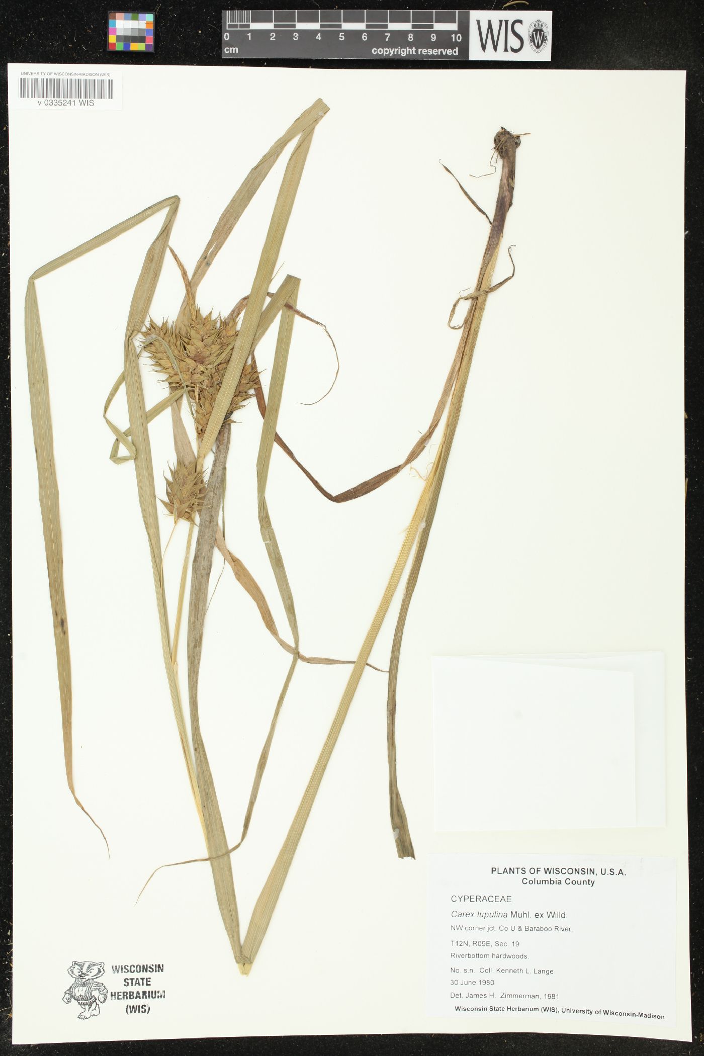 Carex lupulina image