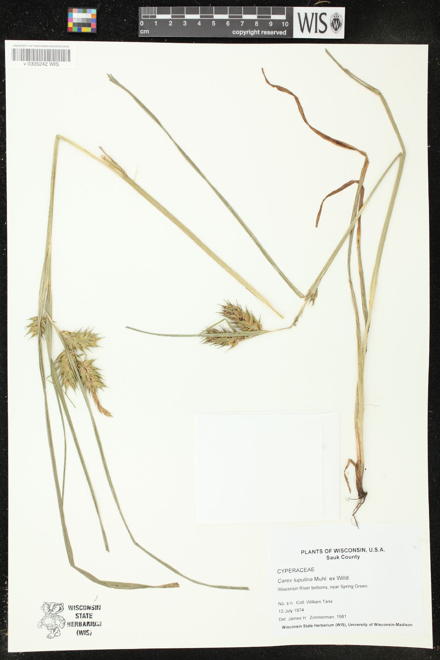 Carex lupulina image