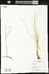 Carex siccata image