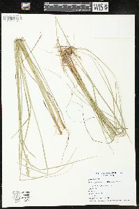 Carex cephalantha image