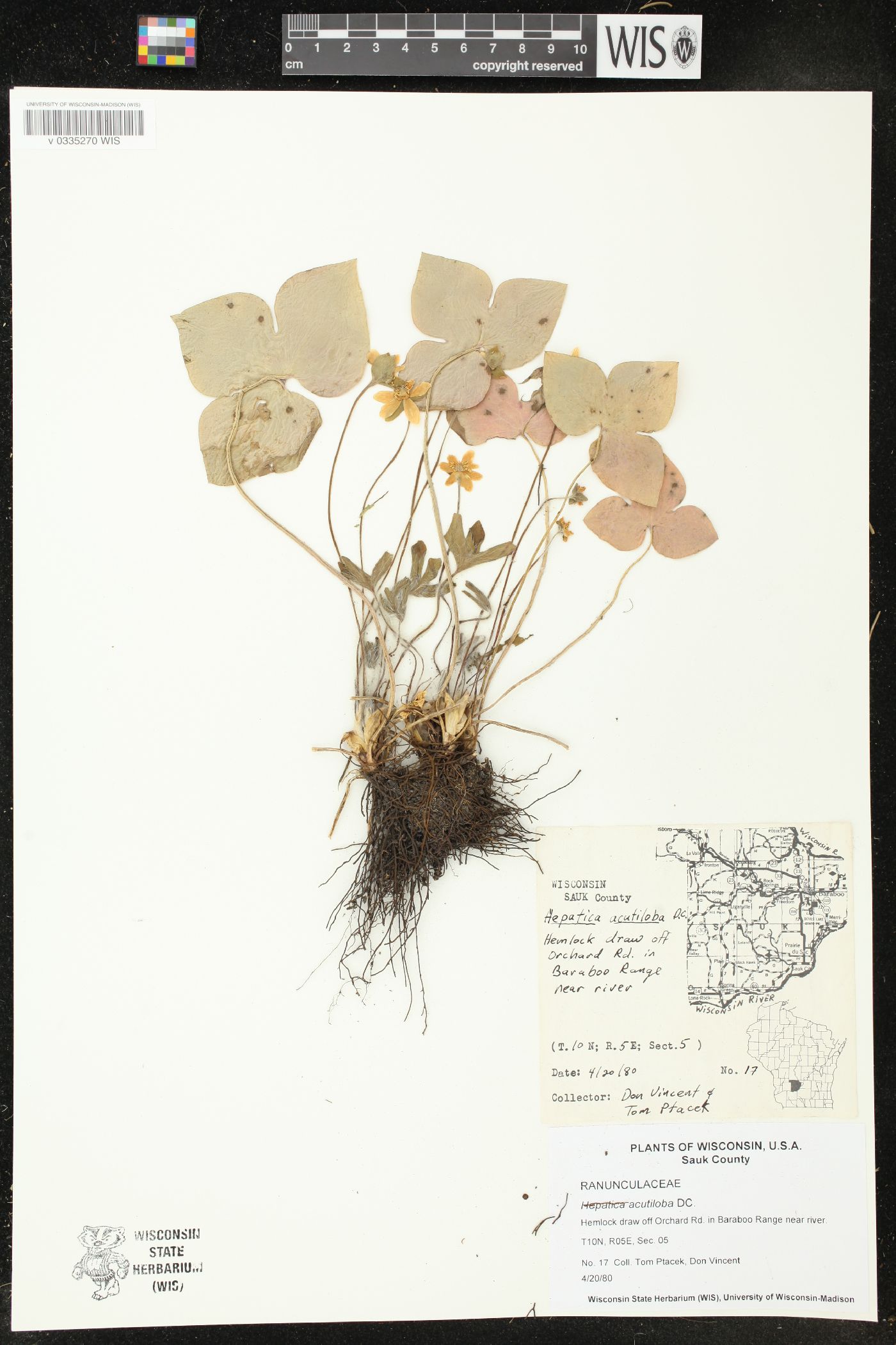 Anemone acutiloba image