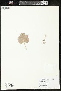 Heuchera richardsonii image