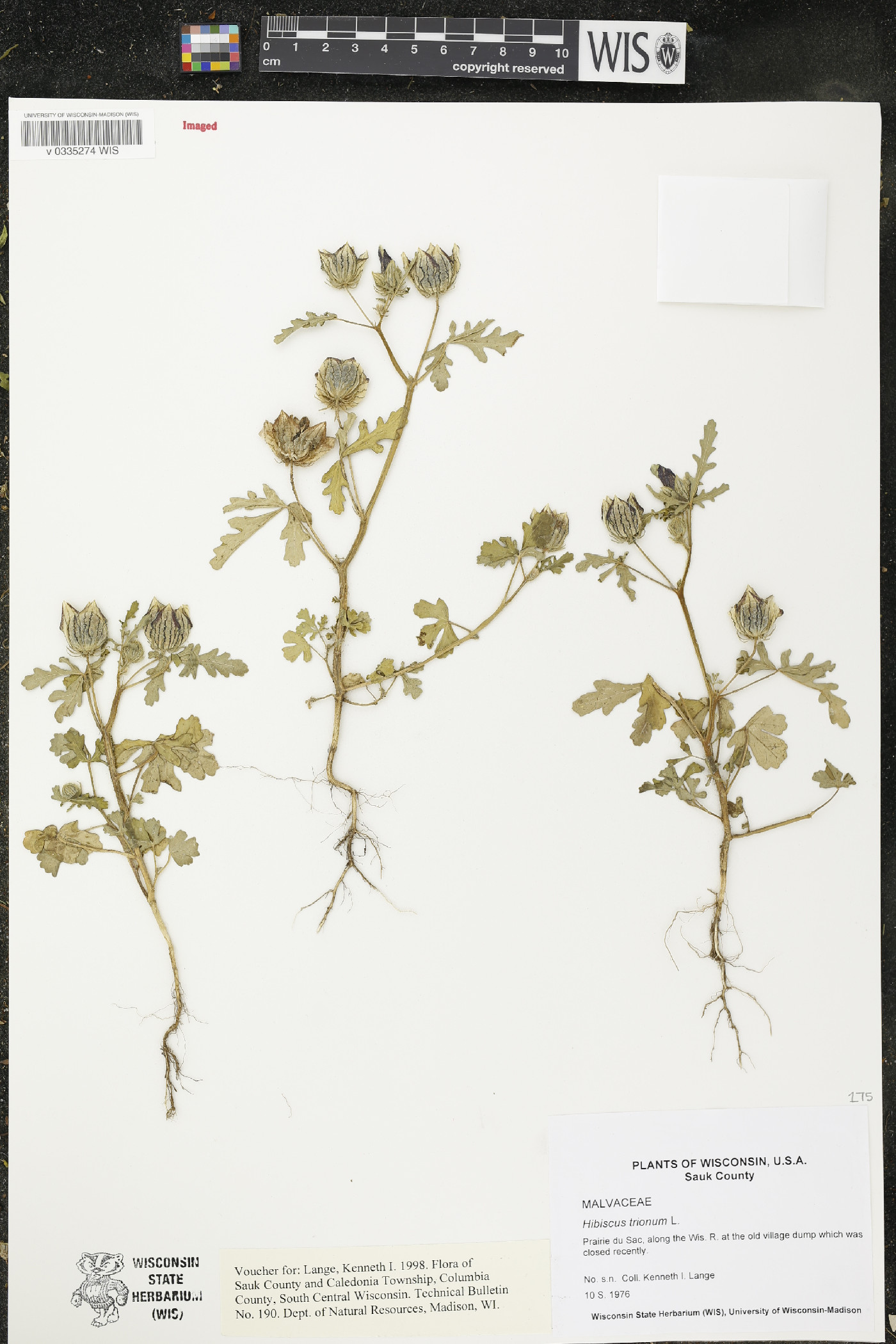 Hibiscus trionum image
