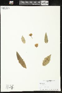 Hieracium kalmii image