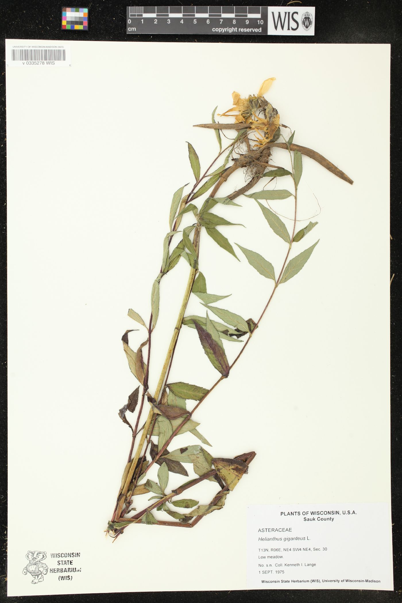 Helianthus giganteus image