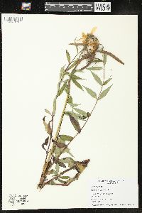 Helianthus giganteus image