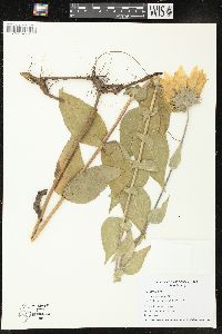 Helianthus mollis image