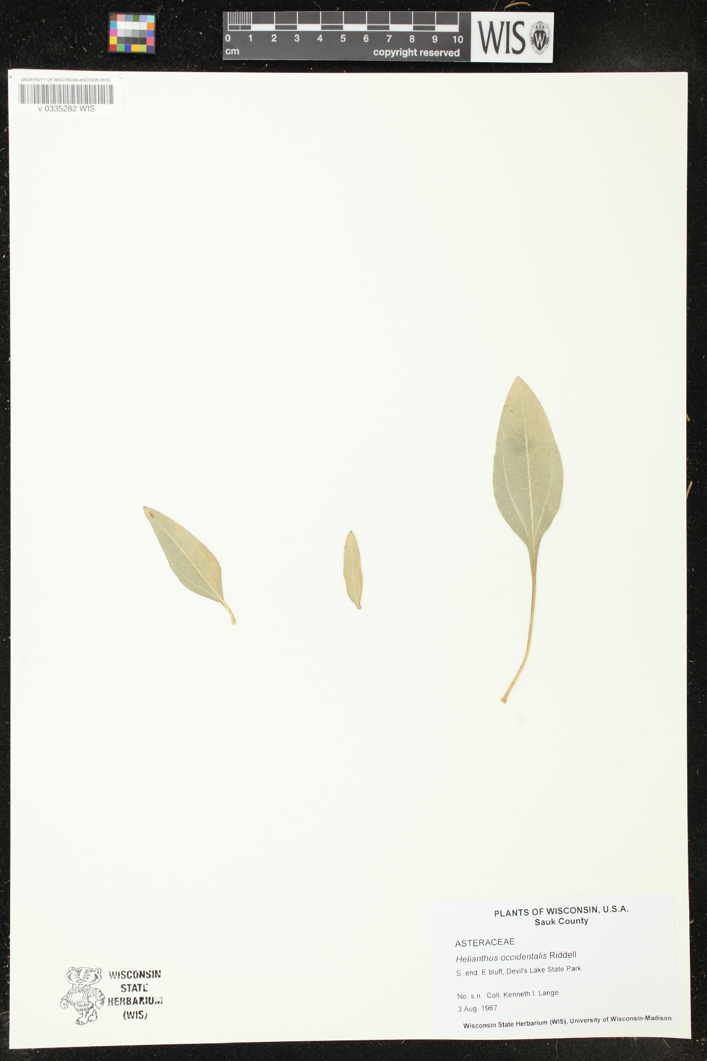 Helianthus occidentalis image