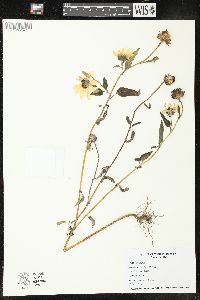 Helianthus petiolaris image