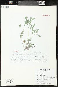 Ellisia nyctelea image