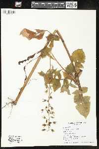 Lactuca floridana image