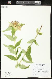 Gentiana x pallidocyanea image