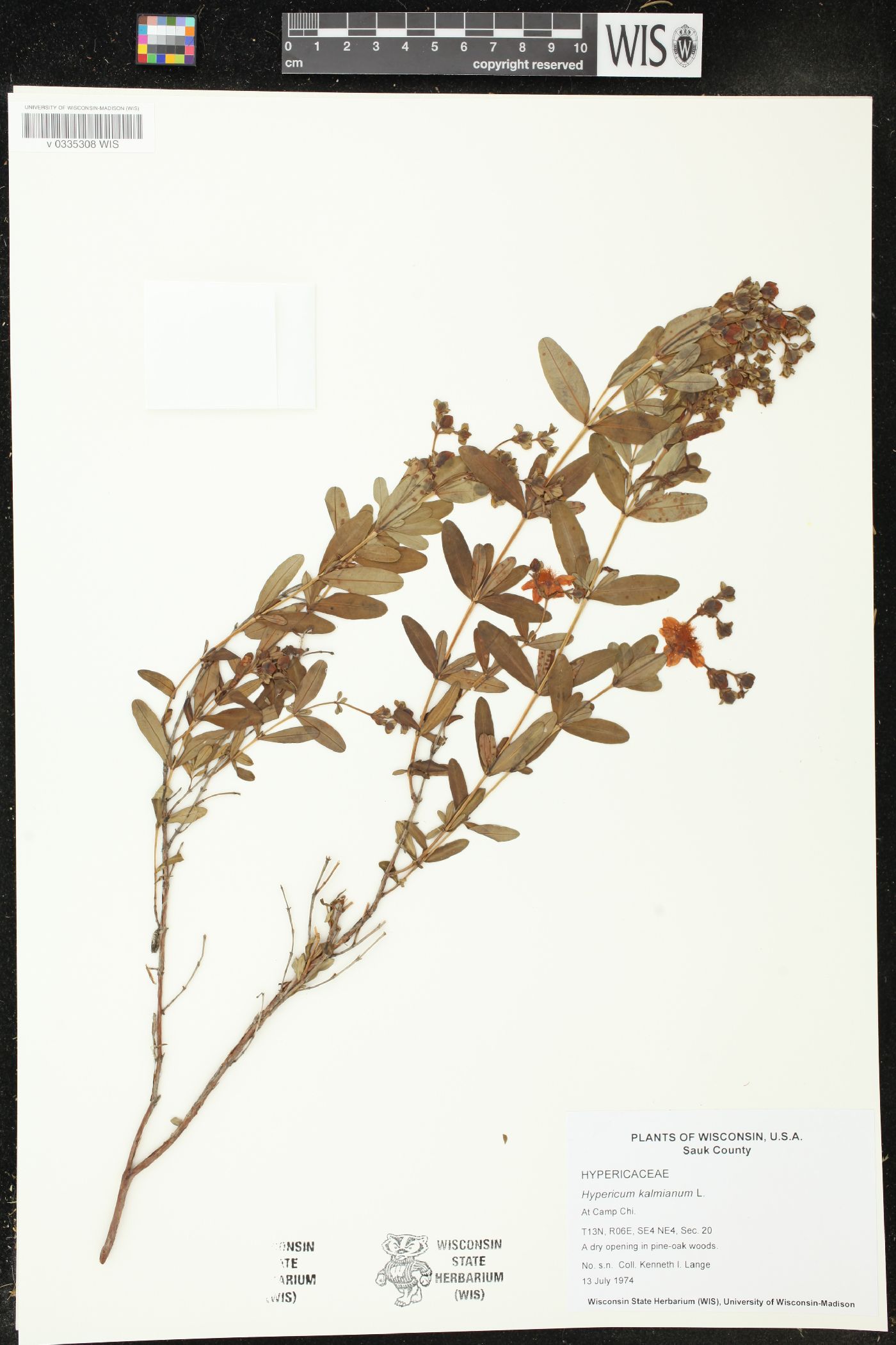 Hypericum kalmianum image
