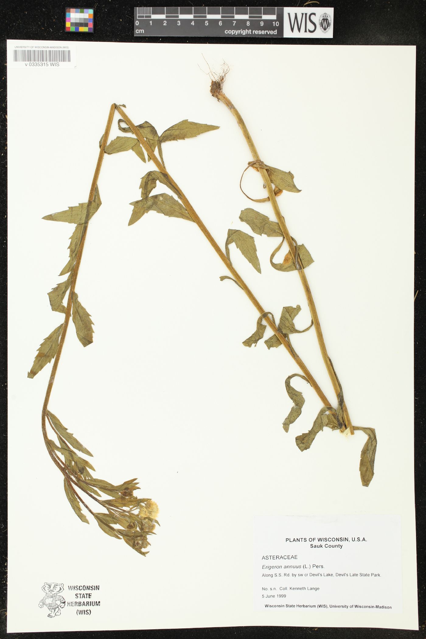 Erigeron annuus image