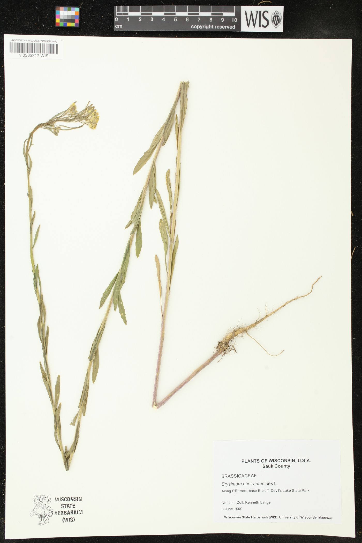 Erysimum cheiranthoides image