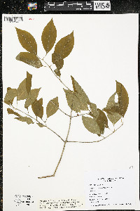 Euonymus atropurpureus image