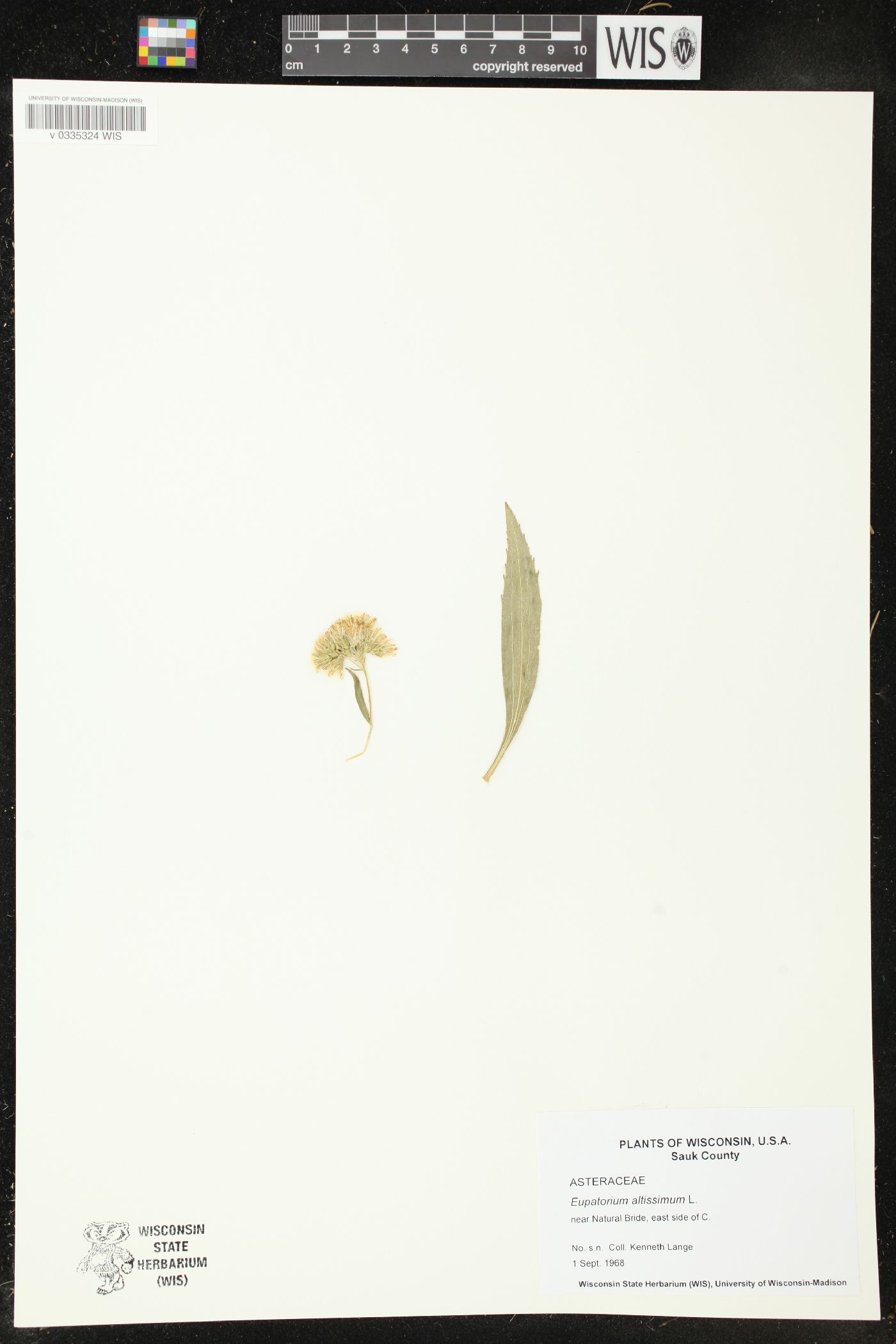 Eupatorium altissimum image