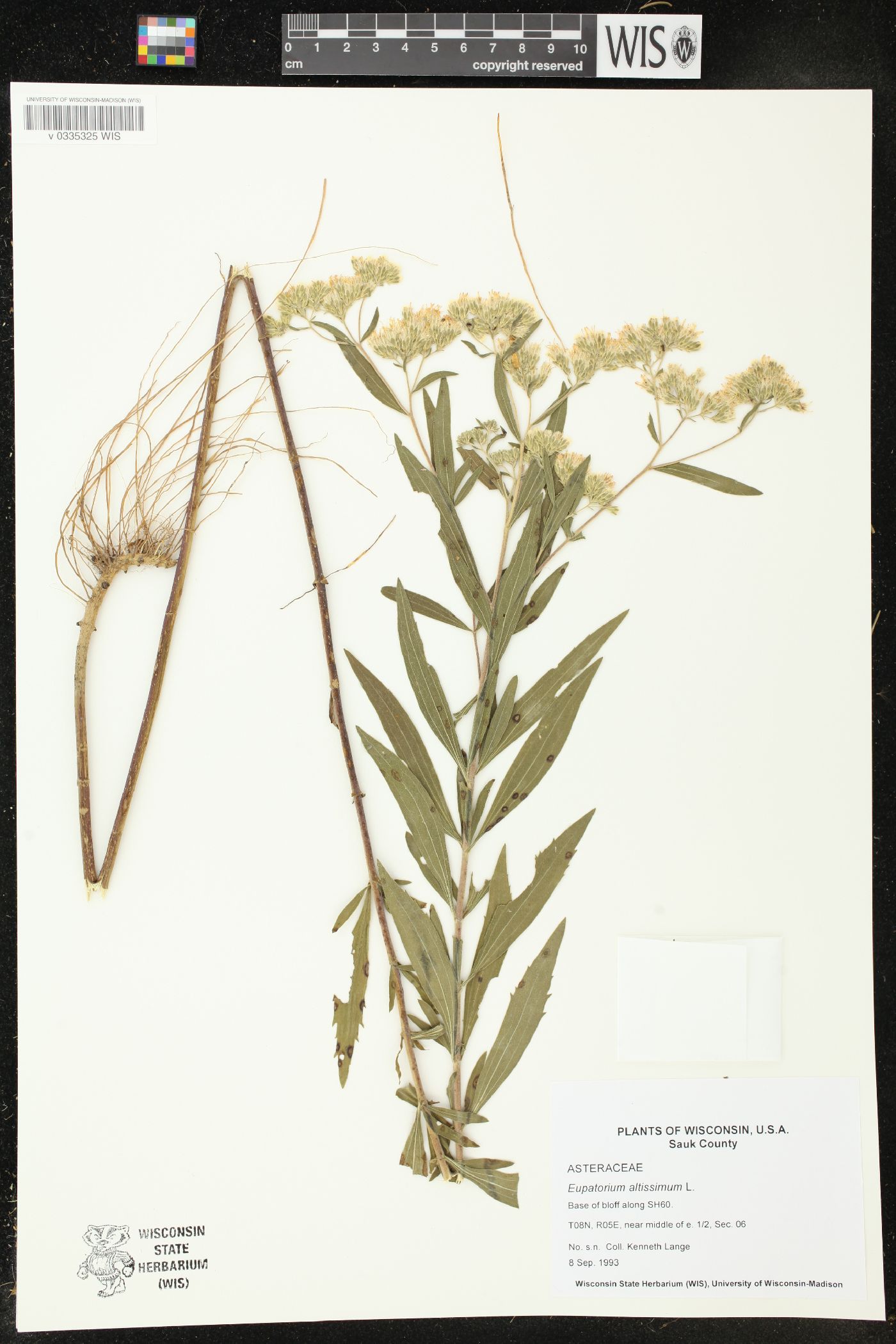 Eupatorium altissimum image