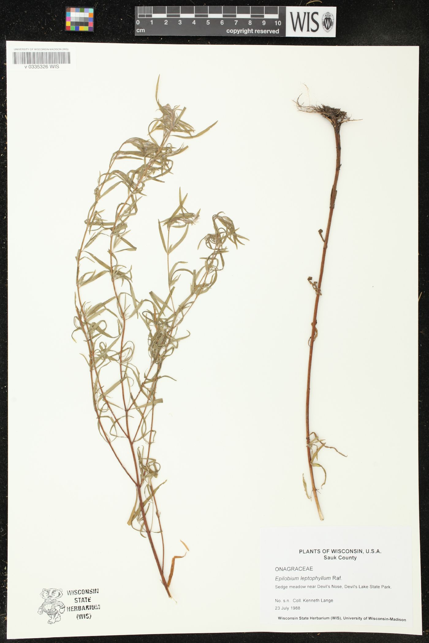 Epilobium leptophyllum image
