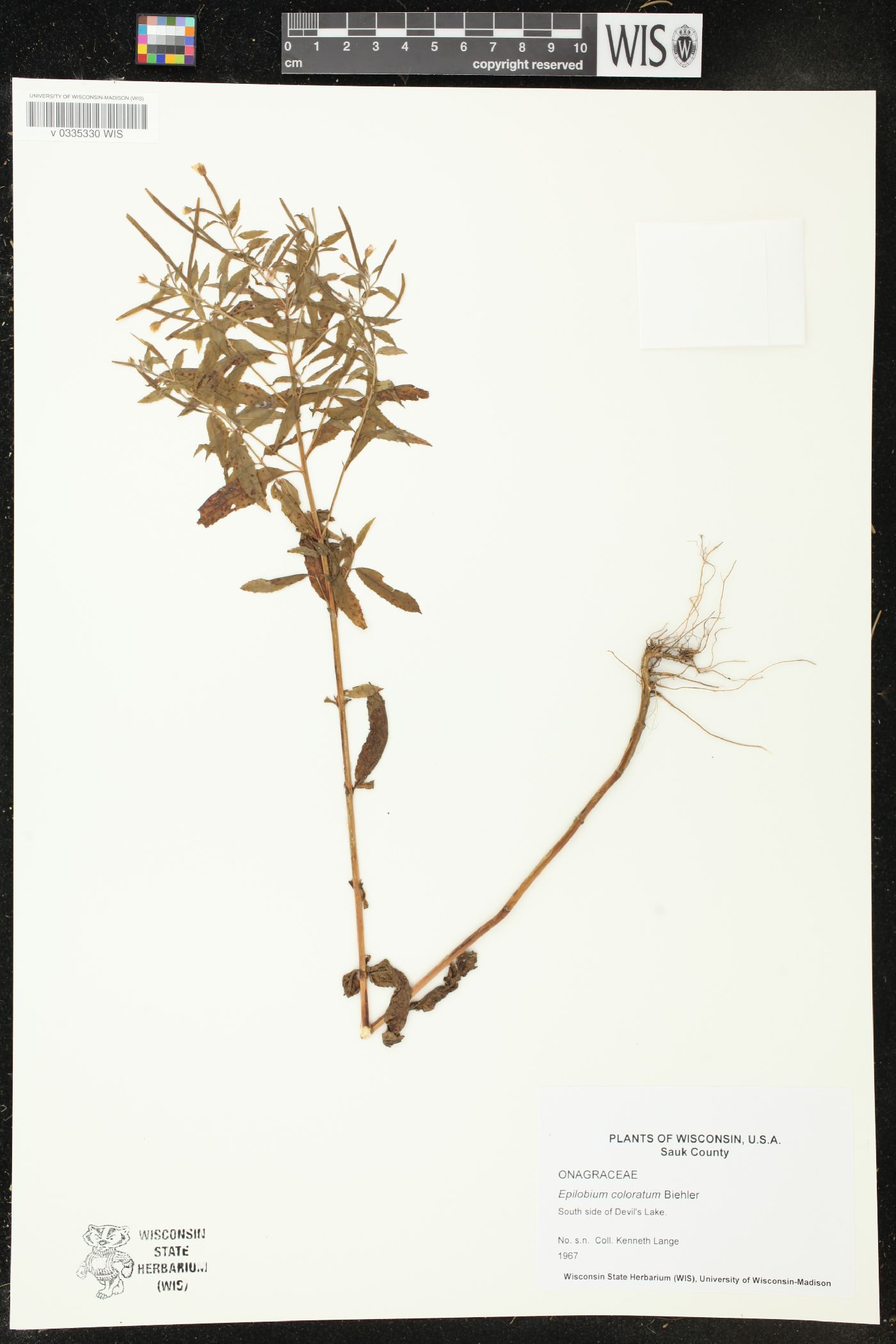 Epilobium coloratum image