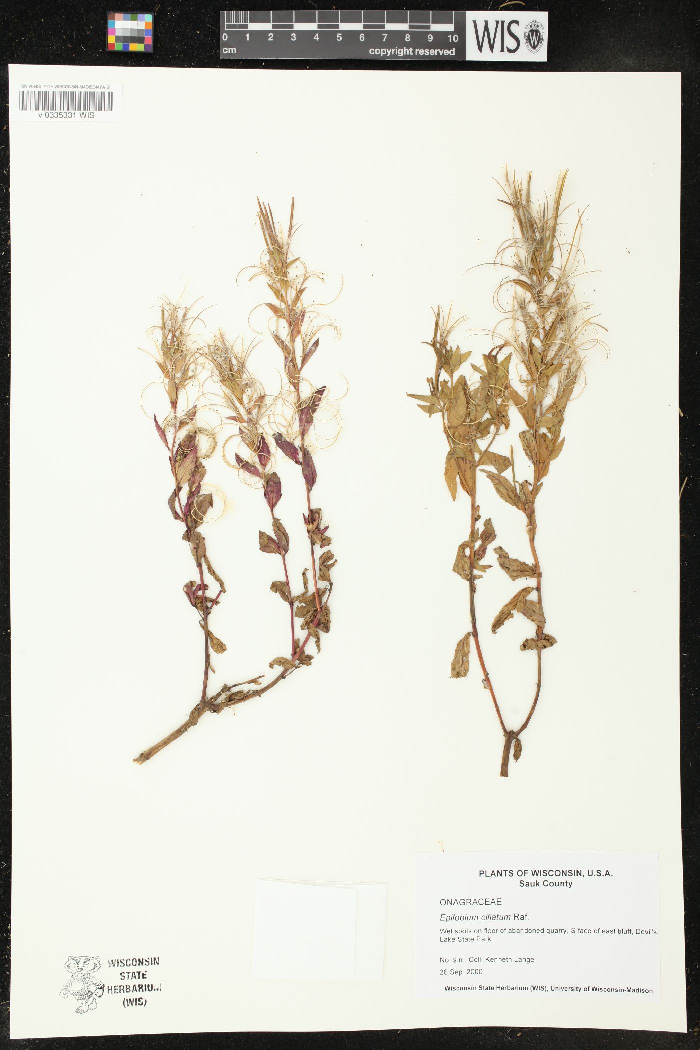 Epilobium ciliatum image