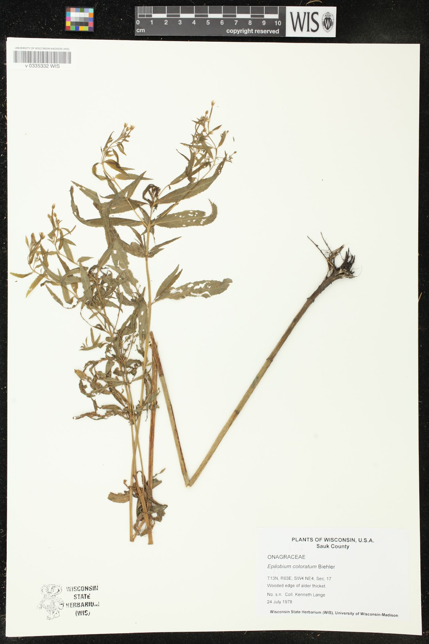 Epilobium coloratum image