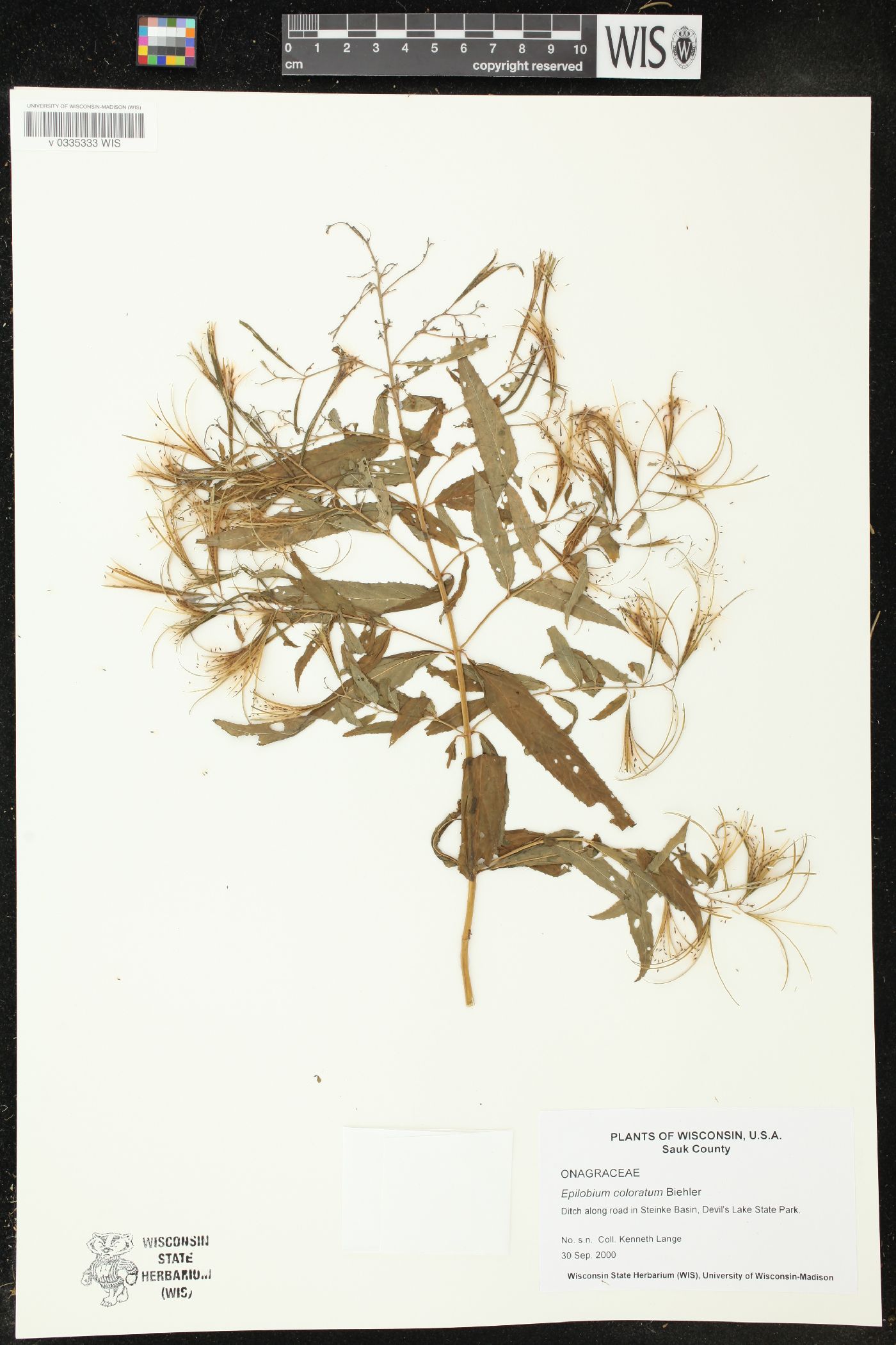 Epilobium coloratum image