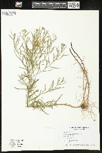 Euthamia gymnospermoides image