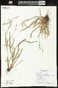 Carex leptonervia image