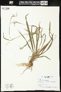Carex leptonervia image