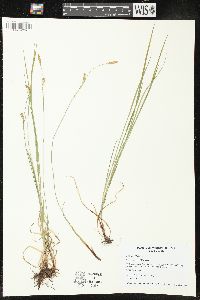 Carex woodii image