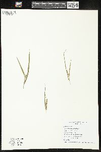 Carex hitchcockiana image