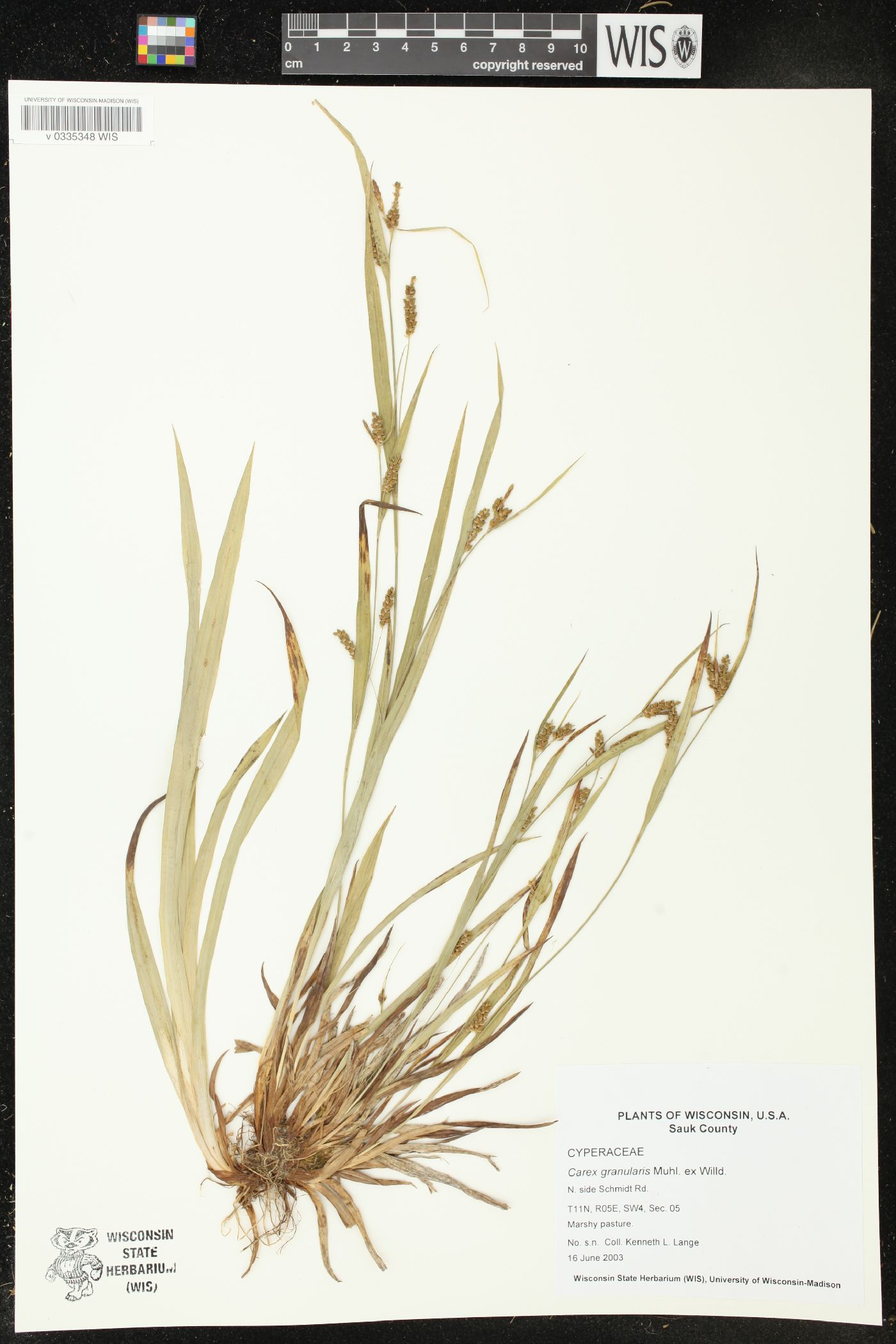 Carex granularis image