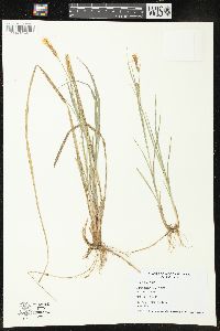 Carex tetanica image