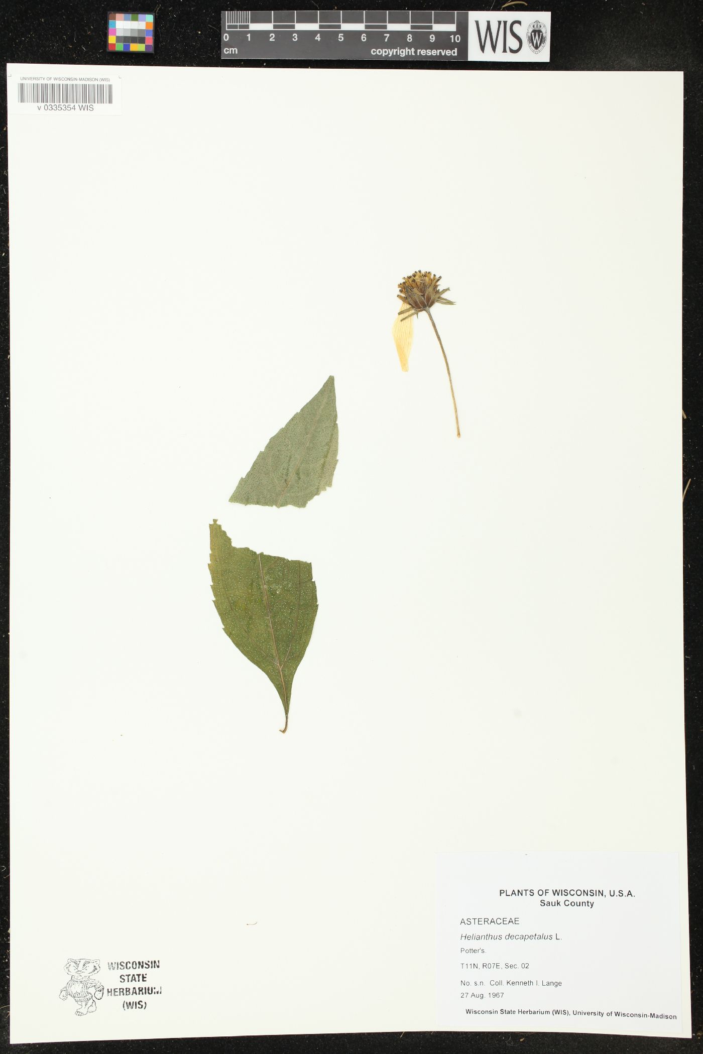 Helianthus decapetalus image