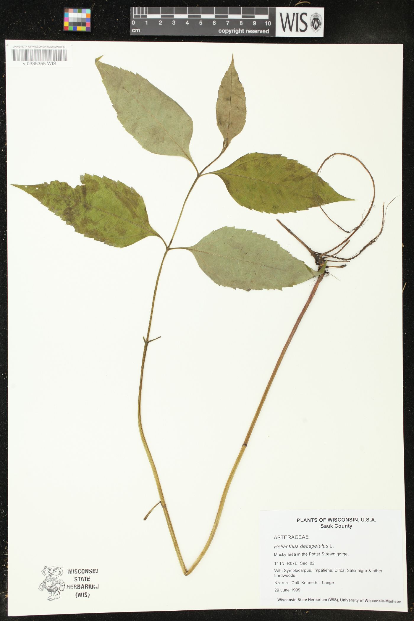 Helianthus decapetalus image