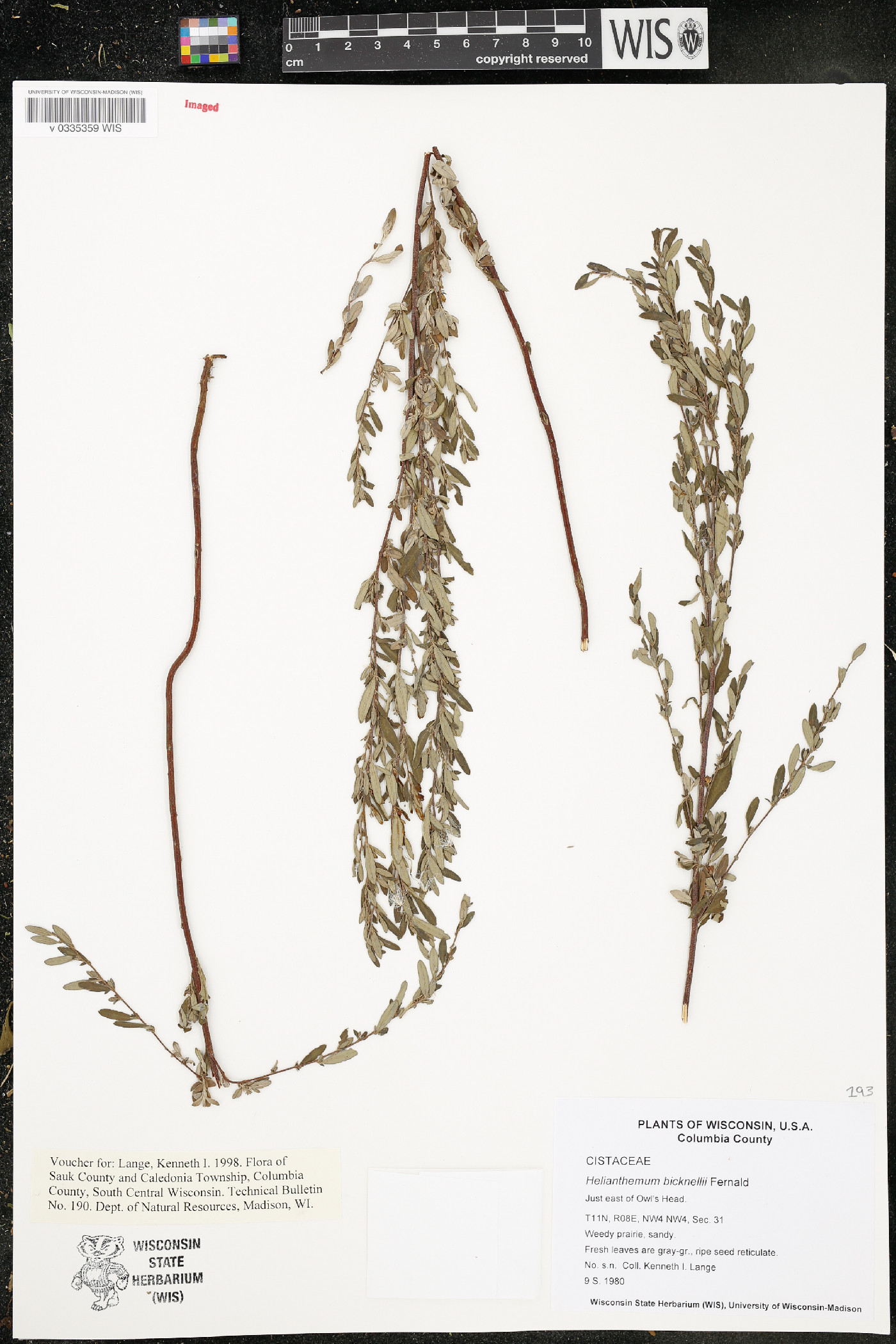 Crocanthemum bicknellii image