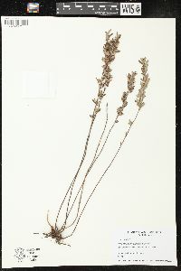 Helianthemum bicknellii image