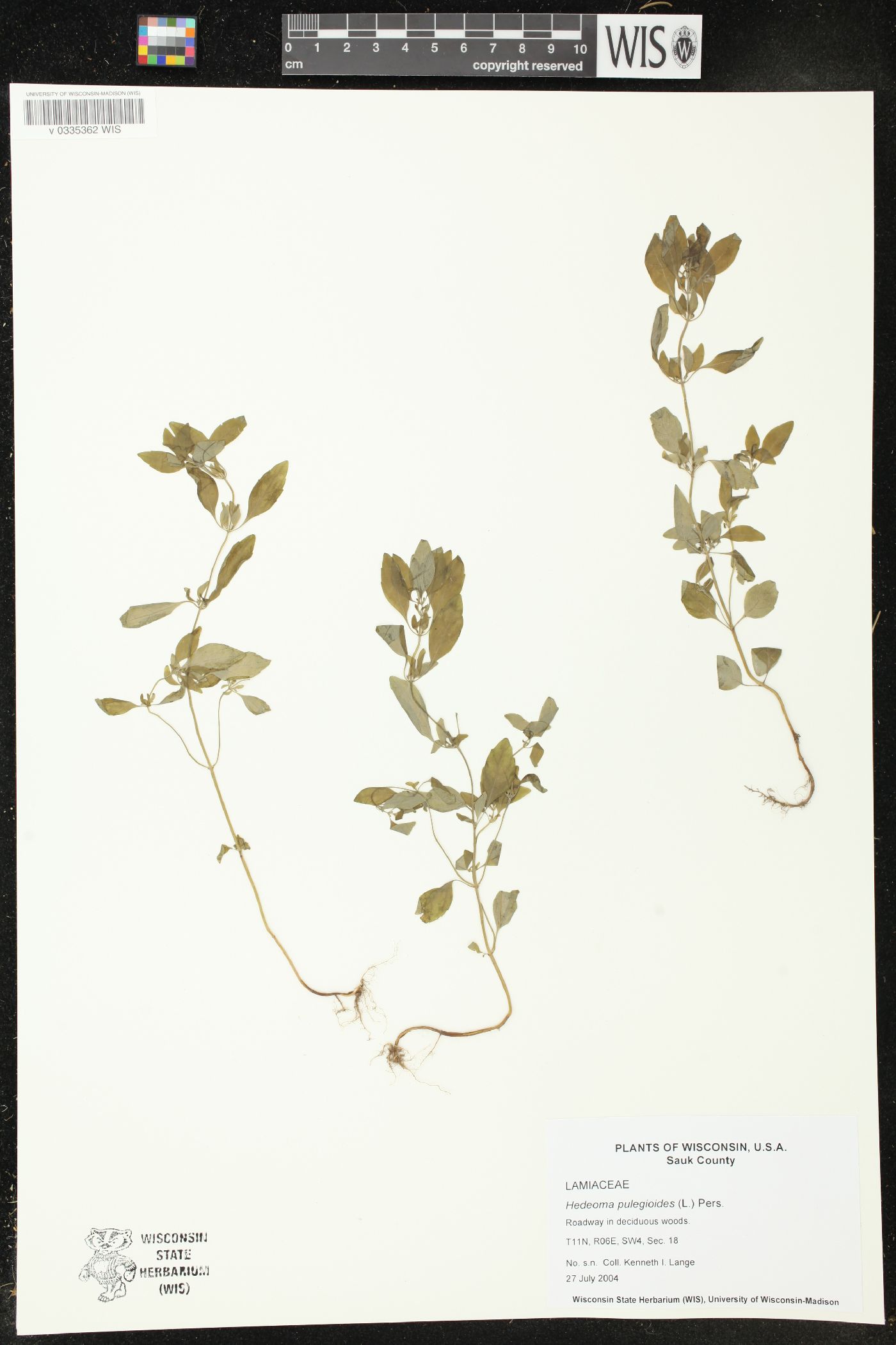 Hedeoma pulegioides image