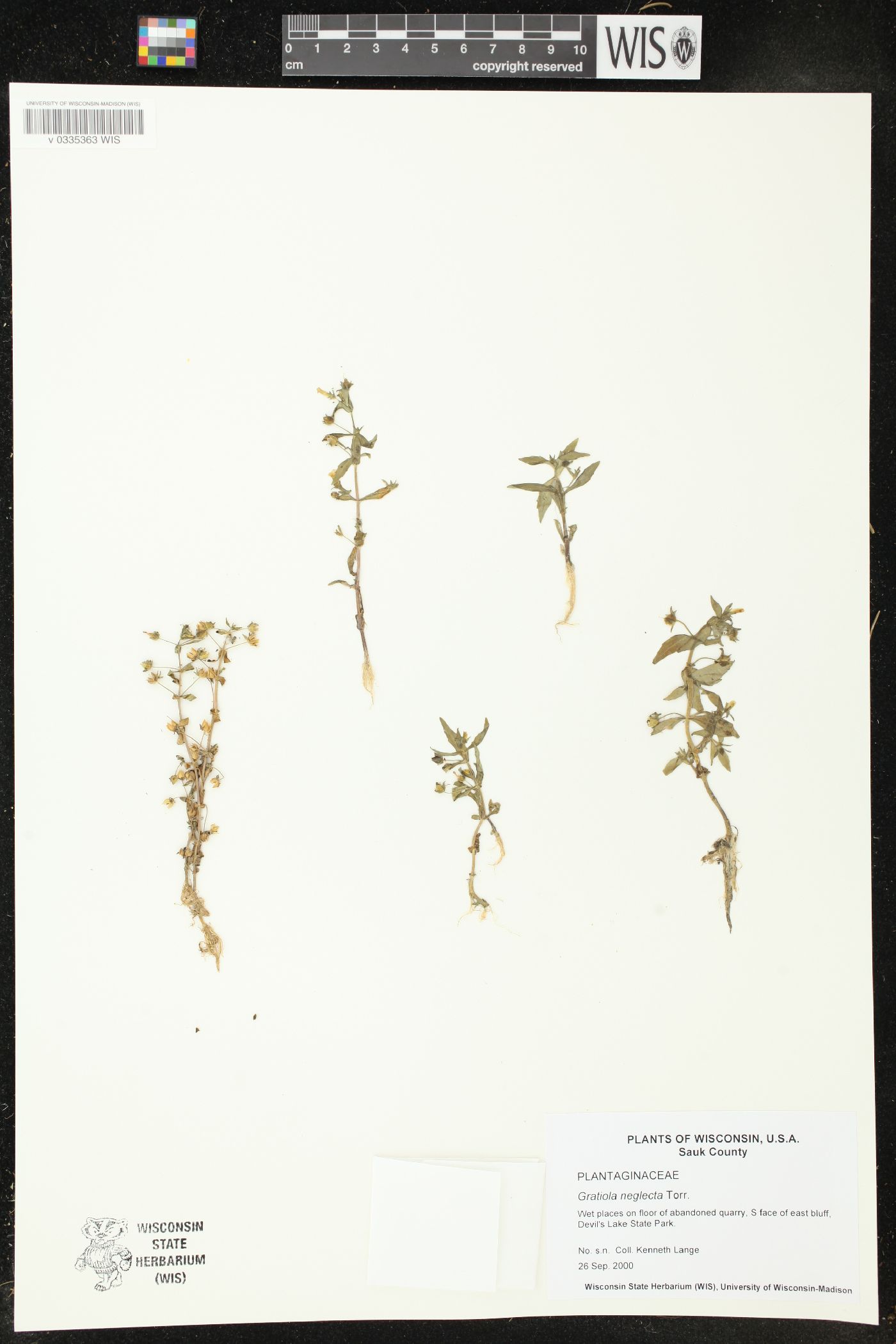 Gratiola neglecta image