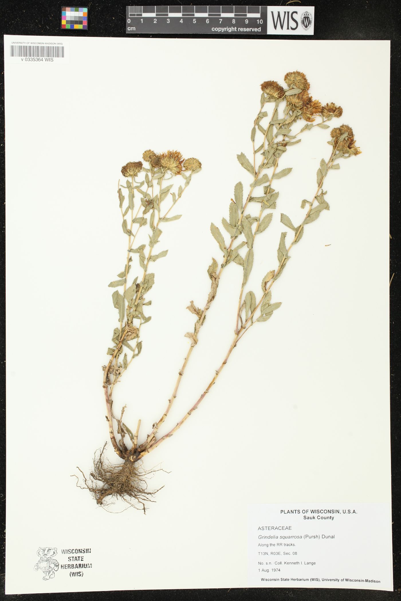 Grindelia squarrosa image