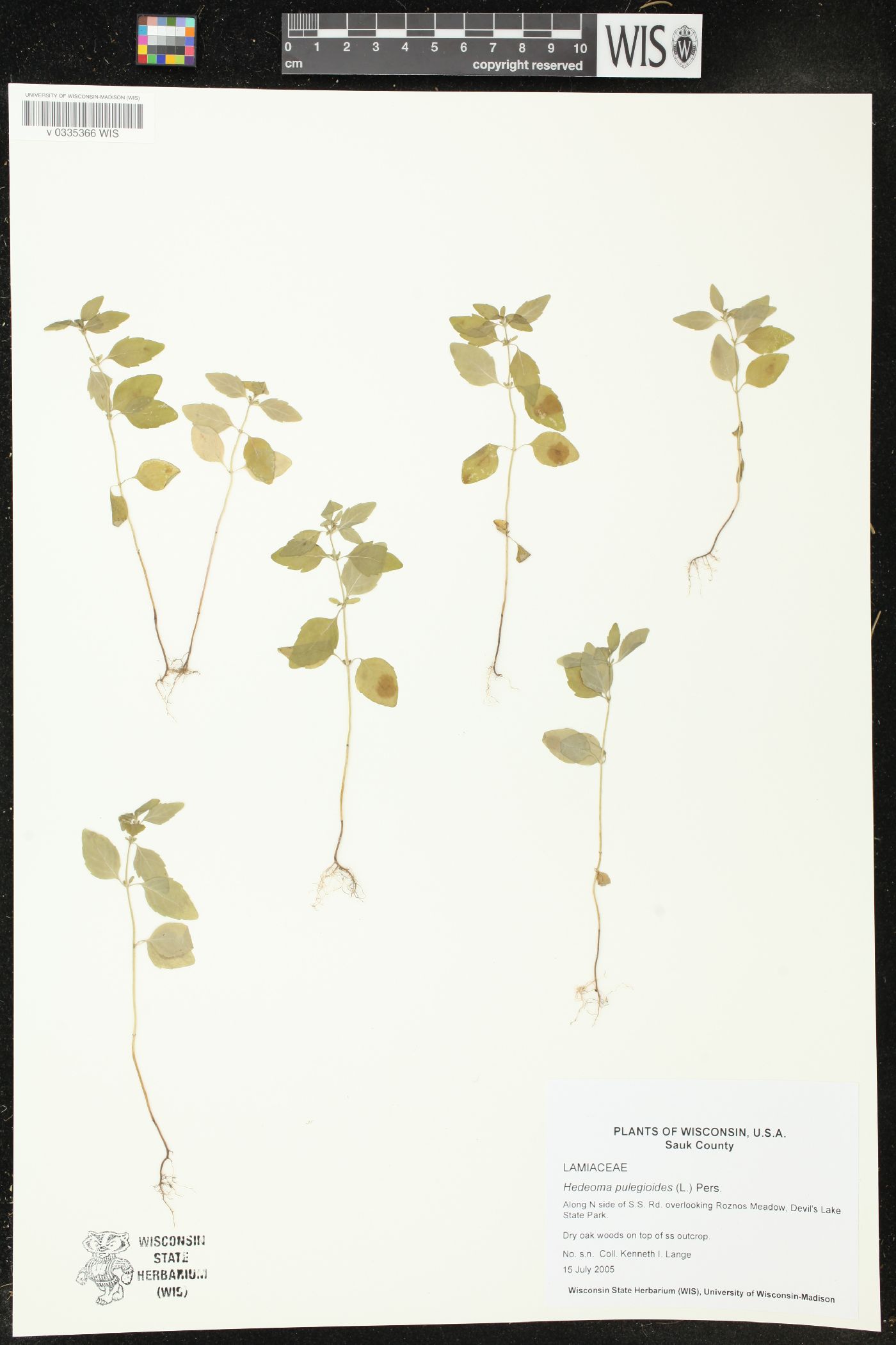 Hedeoma pulegioides image