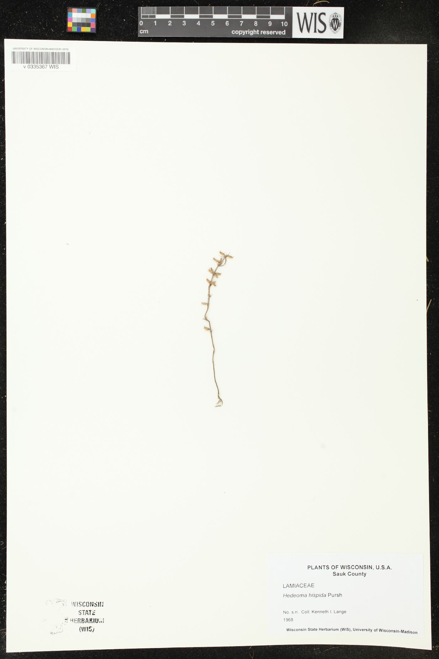 Hedeoma hispida image