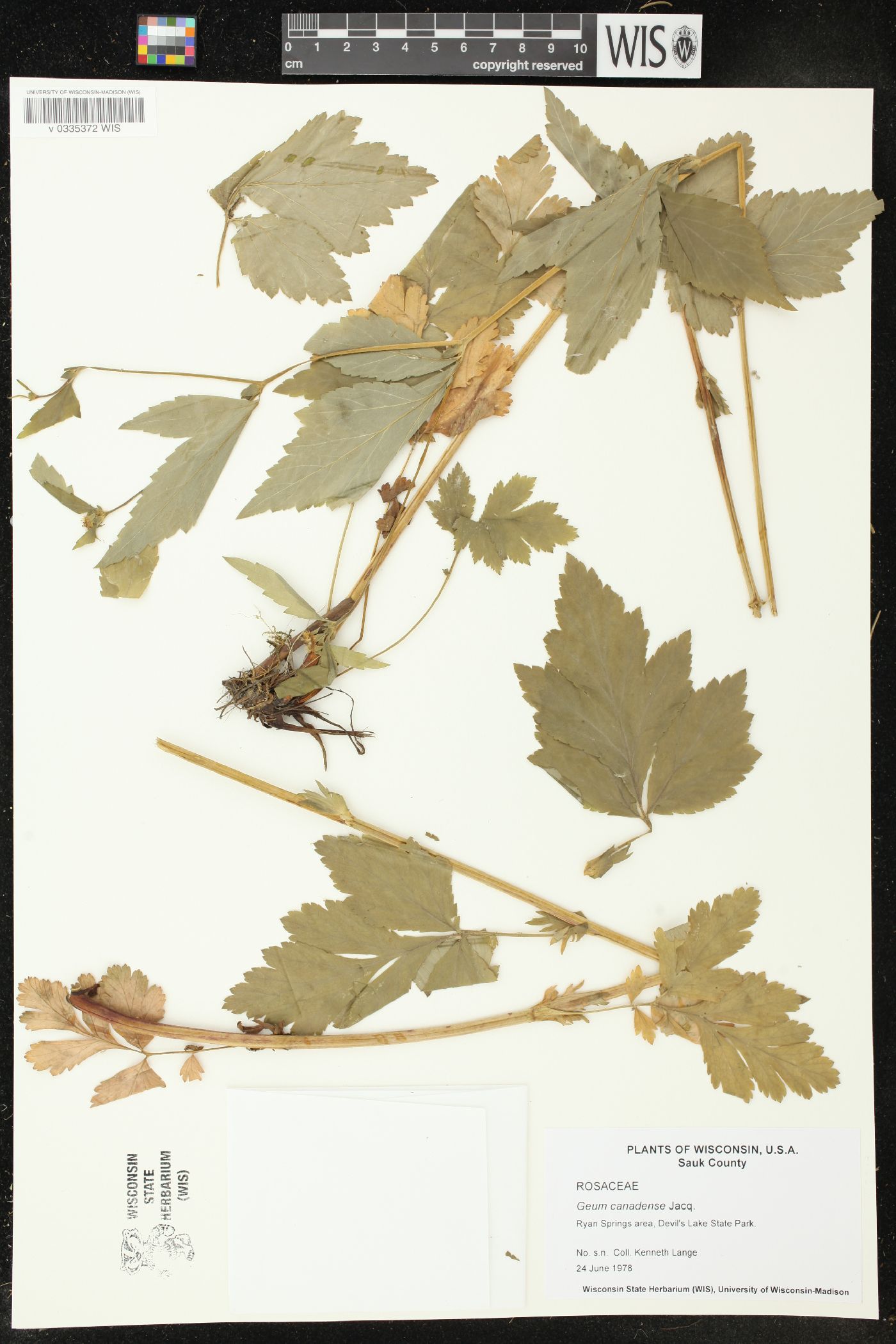 Geum canadense image