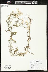 Pseudognaphalium obtusifolium subsp. obtusifolium image