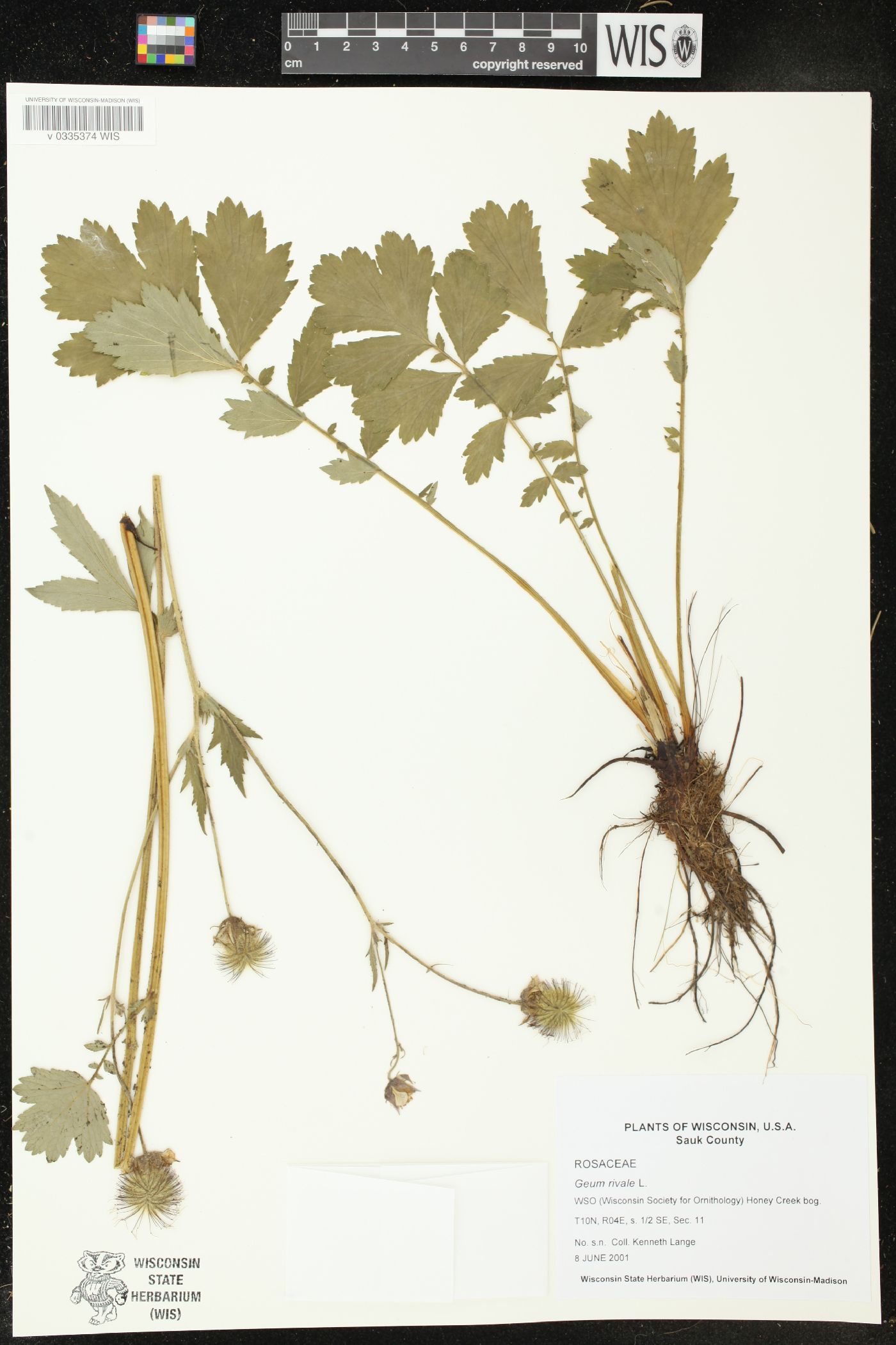 Geum rivale image