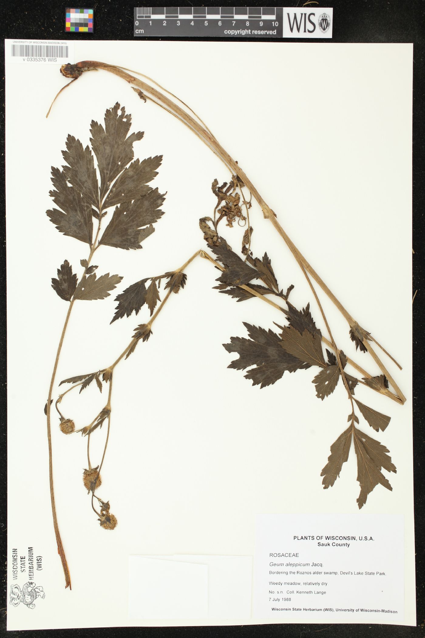 Geum aleppicum image