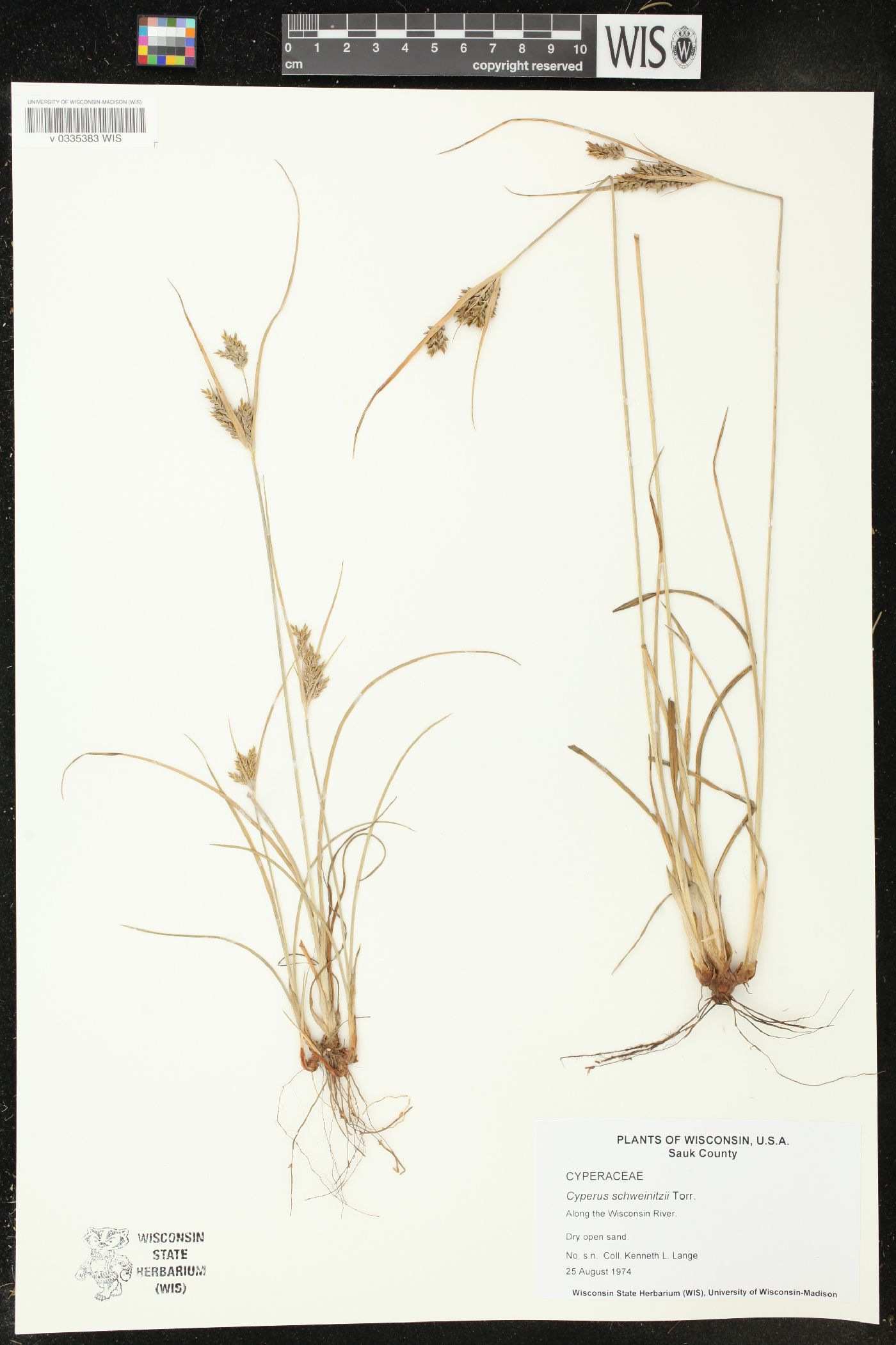 Cyperus schweinitzii image