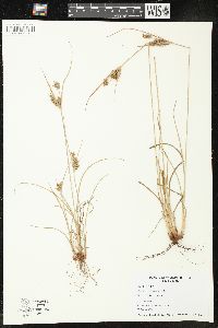 Cyperus schweinitzii image